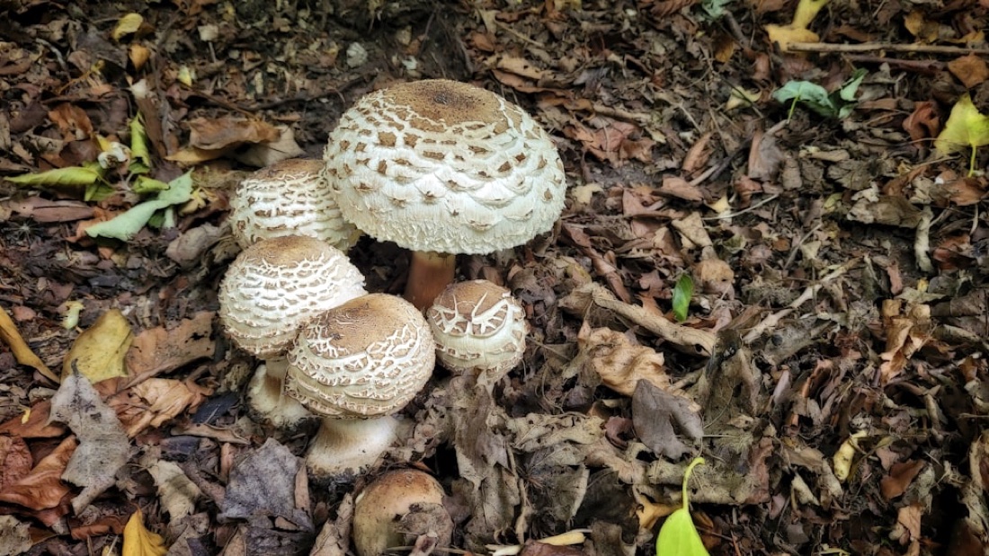 Mushrooms growing among fallen leaves on the forest floor