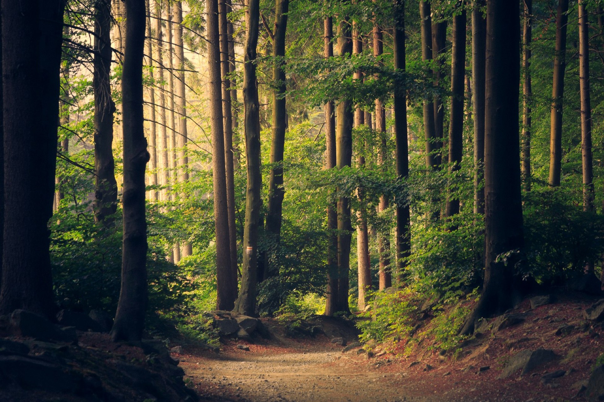 Sunlight falling through a quiet woodland