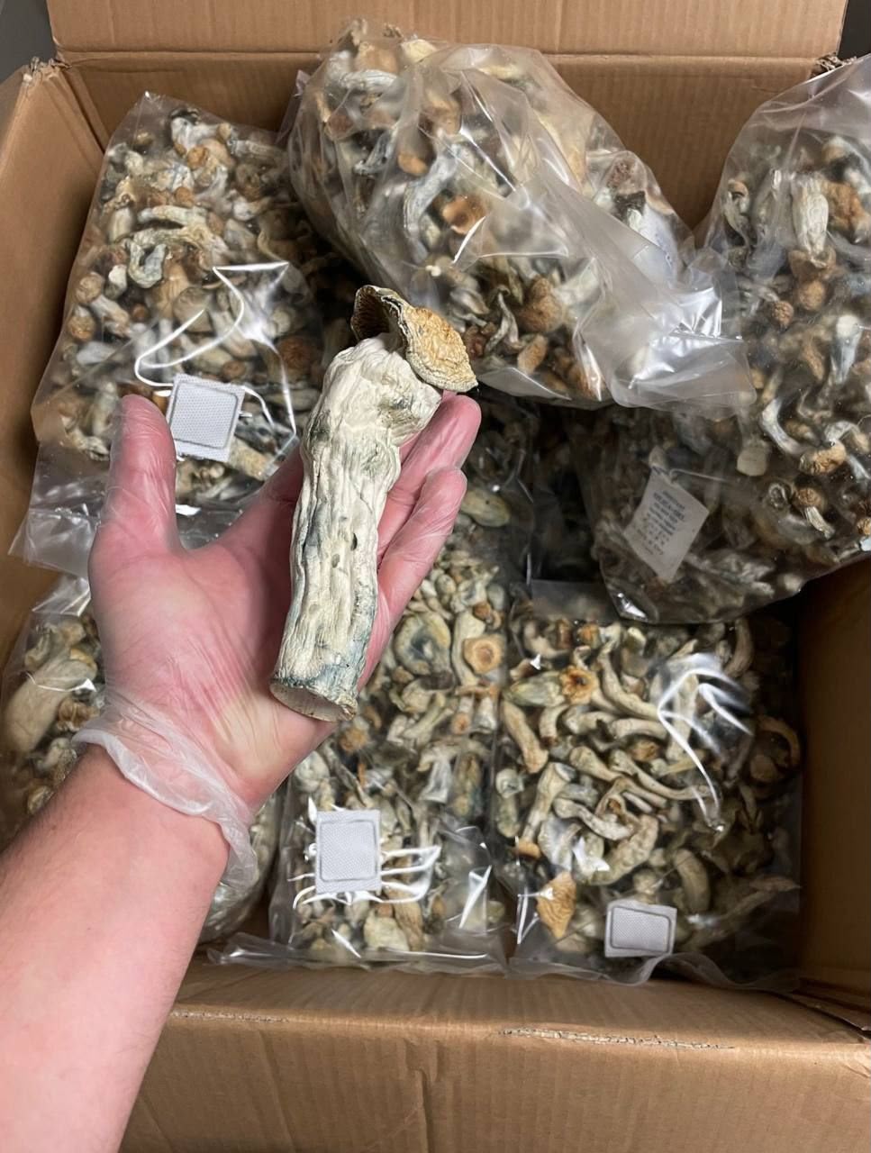 Dried Mushrooms (Various species)