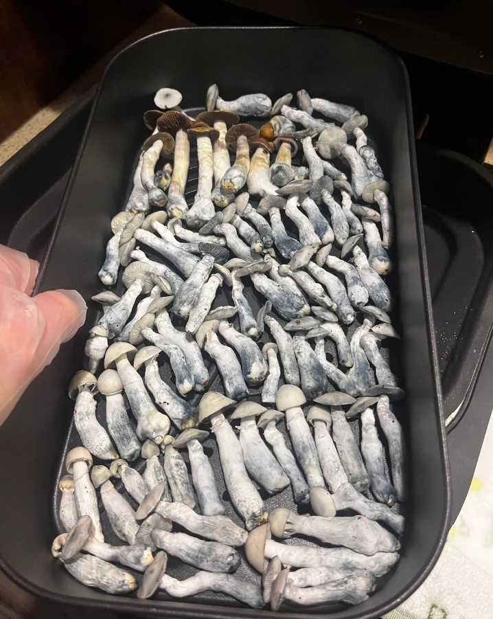 Yak Swat Mushroom (Psilocybe cubensis)