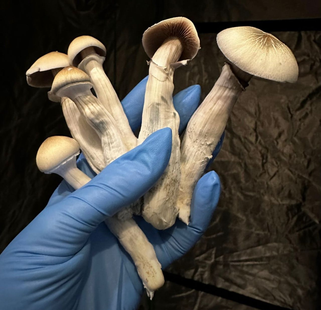 Blue Meanies Mushroom
