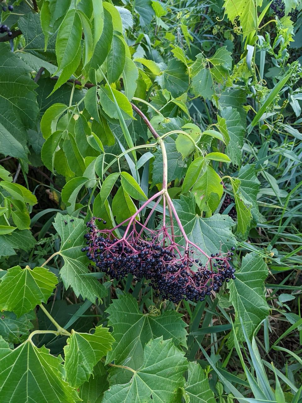 Elderberry Immune Tincture
