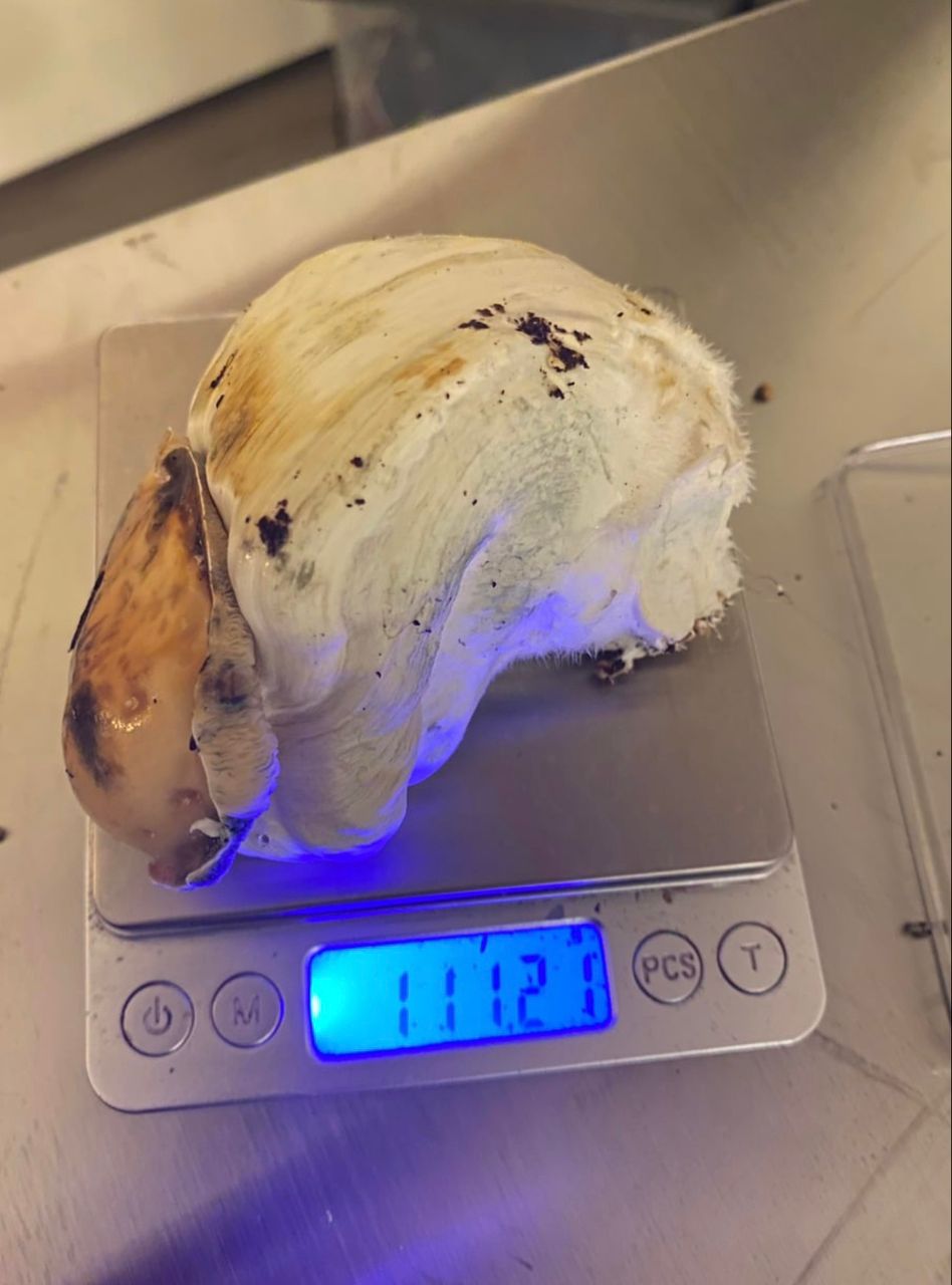 Gatic Gorilla Mushroom