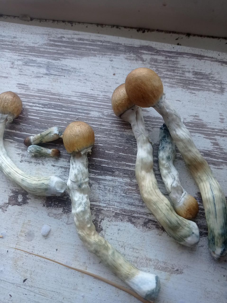 Jedi Mind Fuck (JMF Mushroom)