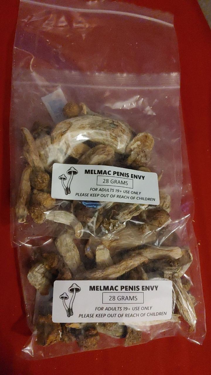 Penis Envy Mushroom