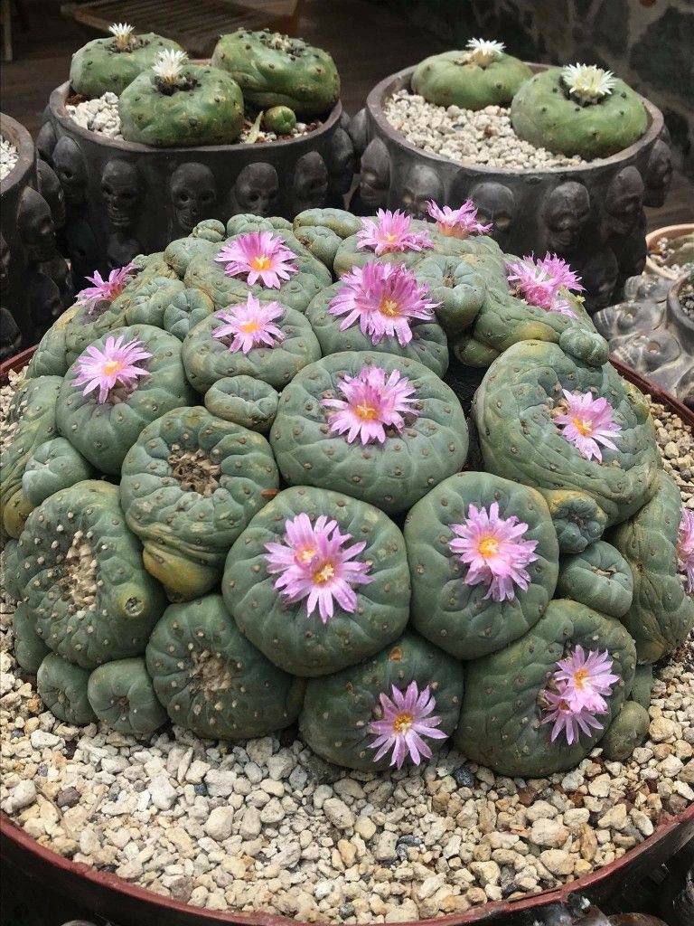 Peyote
