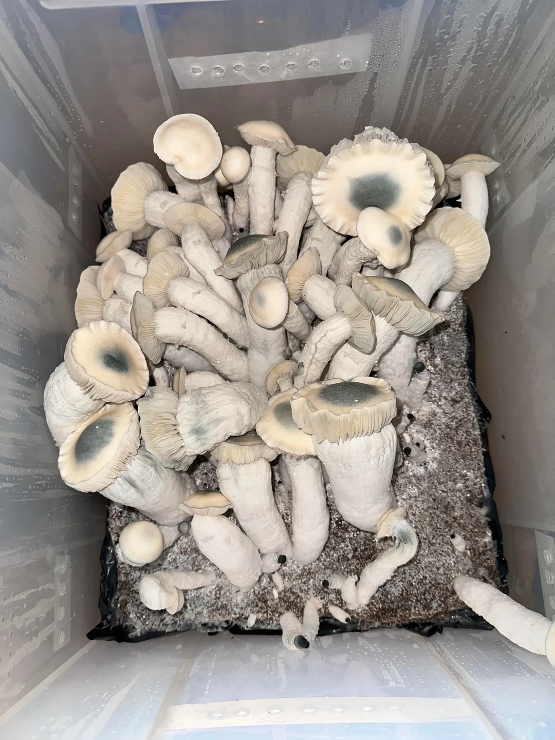 Yak Swat Mushroom